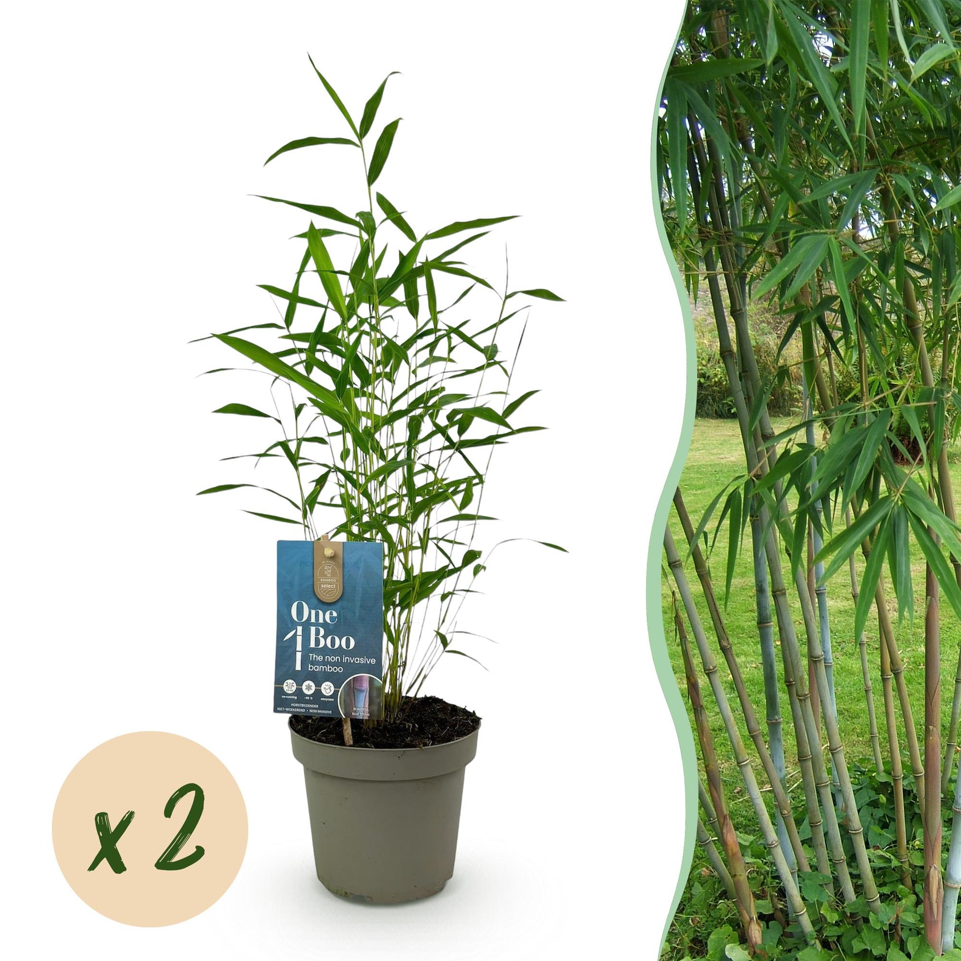 GreenboutiQ - Bambus - Fargesia Blue Dragon - Grün - 2 Pflanzen - Immergrün - Nicht Ausbreitend - Topf 14cm Höhe 35cm 