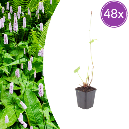 Persicaria amplexicaulis Alba – 48 Pflanzen – Ø9cm – Höhe 10-25cm – Winterharte Staude – Weiße Blütenähren – Bienenfreundlich für Beet & Naturgarten