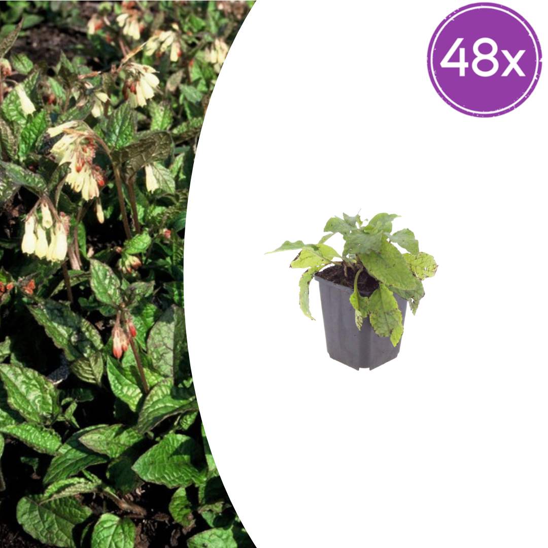 Symphytum grandiflorum – 48 Pflanzen – Ø9cm – Höhe 10-25cm – Großblütiger Beinwell – Bodendecker für Schattenbeet – Winterharte Staude - Oasis of Life