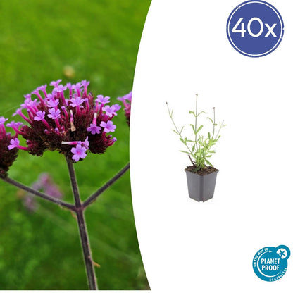 Hohes Eisenkraut Verbena bonariensis 'Lollipop' – ↕10-25cm – Ø9cm – 40 Pflanzen – Kompakt – Pflegeleicht – Bienenfreundlich – Blühend