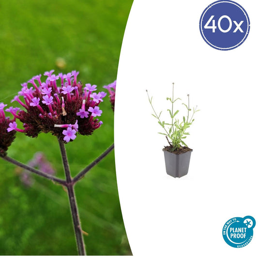 Hohes Eisenkraut Verbena bonariensis 'Lollipop' – ↕10-25cm – Ø9cm – 40 Pflanzen – Kompakt – Pflegeleicht – Bienenfreundlich – Blühend