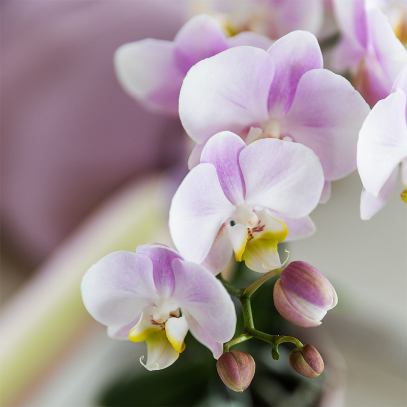 Kolibri Orchids | KOMBI-ANGEBOT mit 4 Phalaenopsis-Orchideen - Portugal - Topfgröße Ø9cm | Blühende Zimmerpflanze - Frisch vom Züchter 