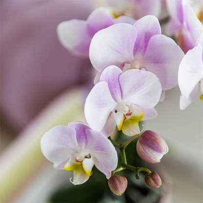 Kolibri Orchids | KOMBI-ANGEBOT mit 4 Phalaenopsis-Orchideen - Portugal - Topfgröße Ø9cm | Blühende Zimmerpflanze - Frisch vom Züchter 