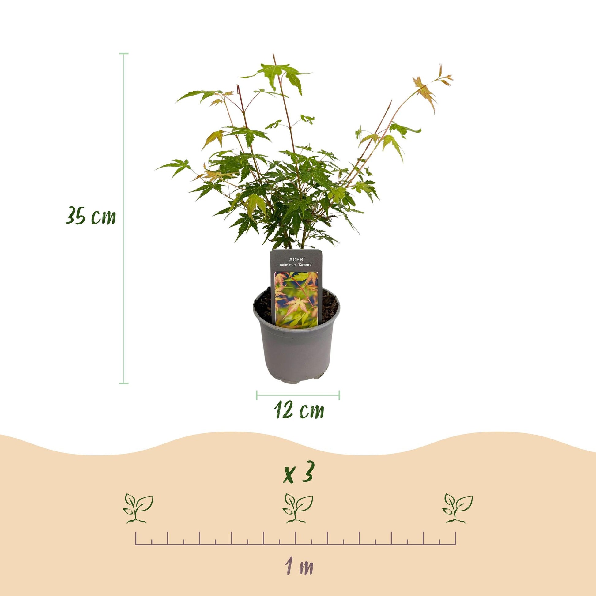 GreenboutiQ - Gartenpflanze - Acer palmatum Katsura - Orange - 1 Pflanze - Laubabwerfend - Wenig Pflege - Topf 12cm Höhe 35cm 
