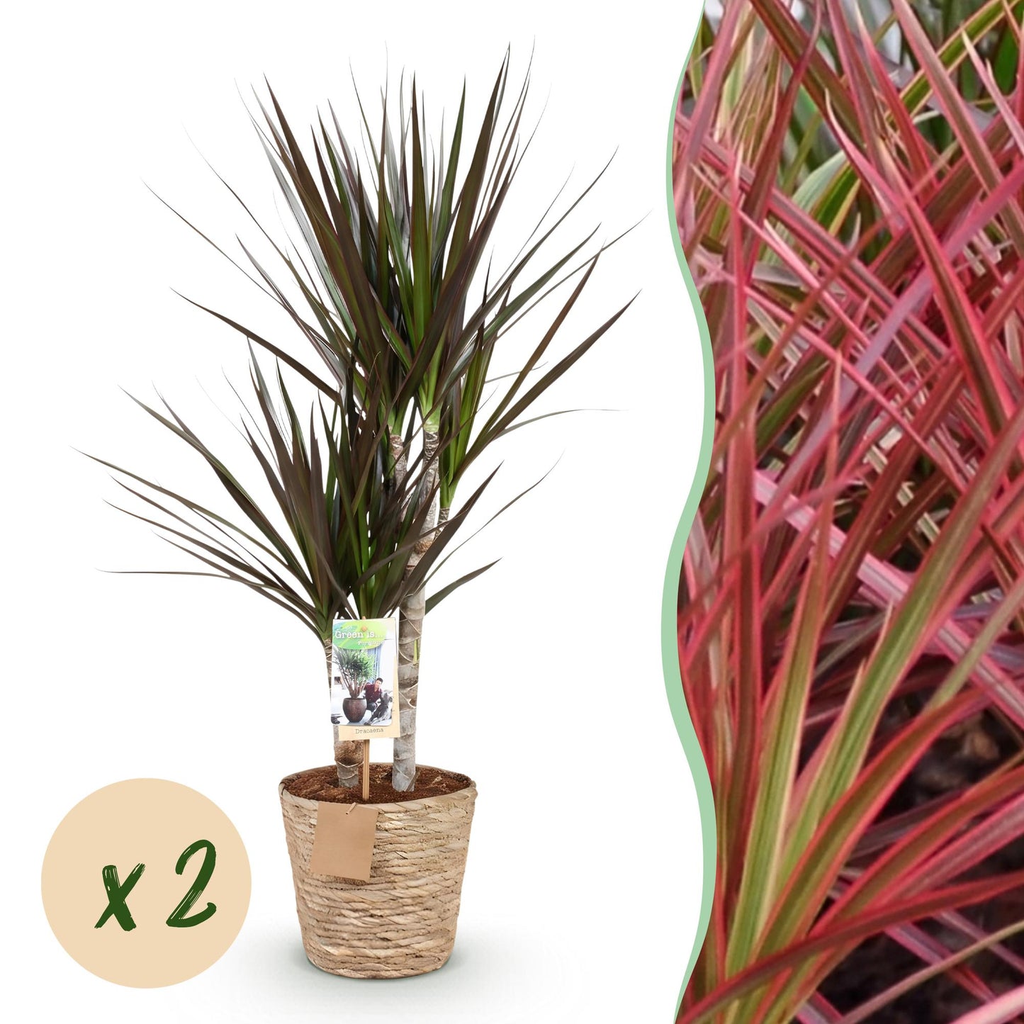 Green boutiQ - Zimmerpflanzen - Dracaena Magenta - Drachenbaum - Wenig Pflege - mit Korb - Rot - 2 Pflanzen - Topf 17cm - Höhe 70-80cm 