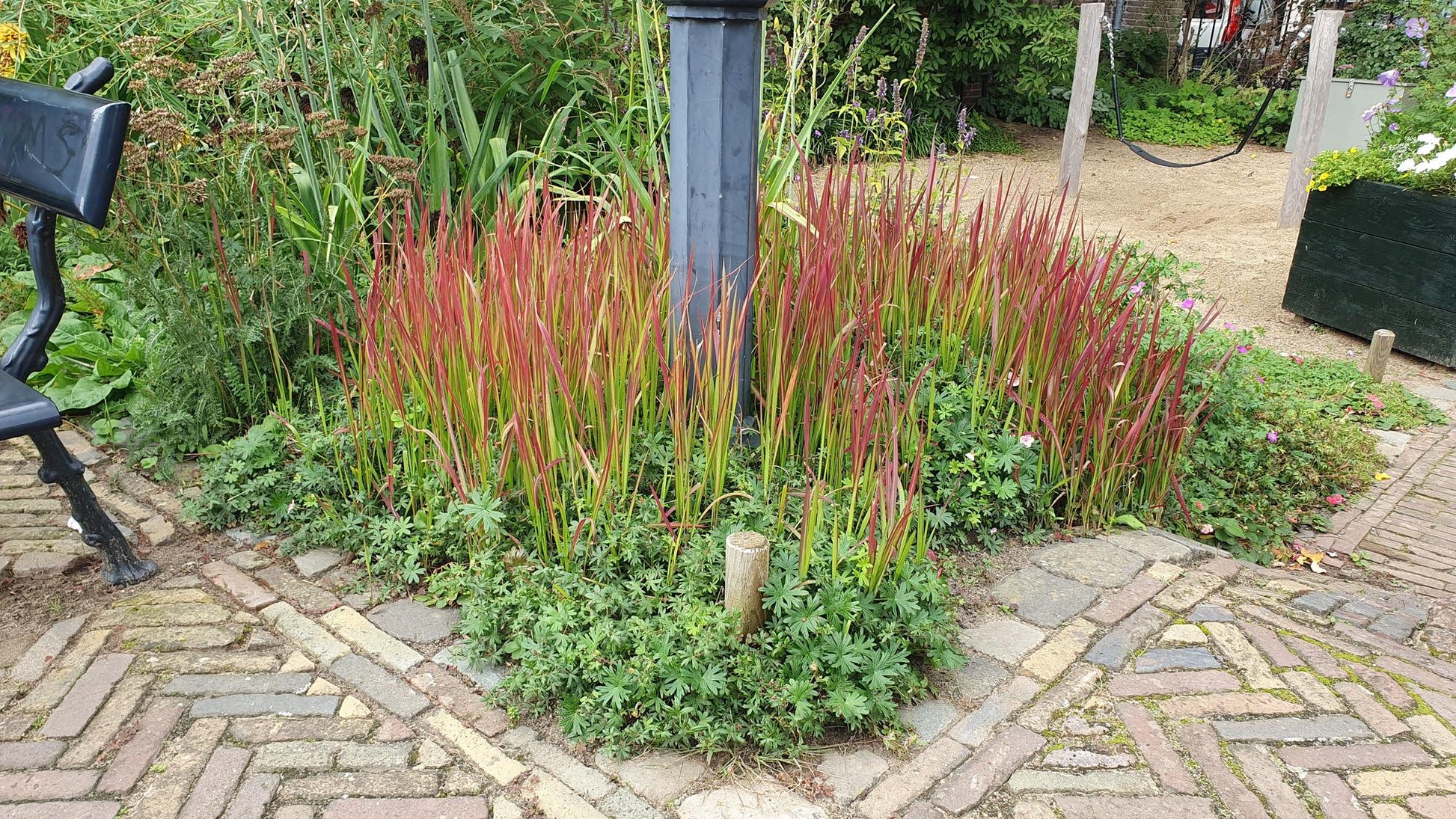 Imperata cylindrica 'Red Baron' – 24 Pflanzen – ↕10-25 cm – Ø9 cm – Japanisches Blutgras – Auffälliges Ziergras für Beete & Kübel 