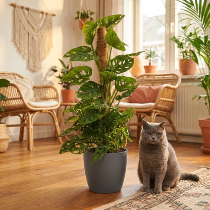 Monstera Adansonii Monkey Mask am Moosstab 90cm – Zimmerpflanze mit Lochblättern im Potter Grau Übertopf Ø19cm – Kletterpflanze pflegeleicht, tropischer Look für Wohnung & Büro 