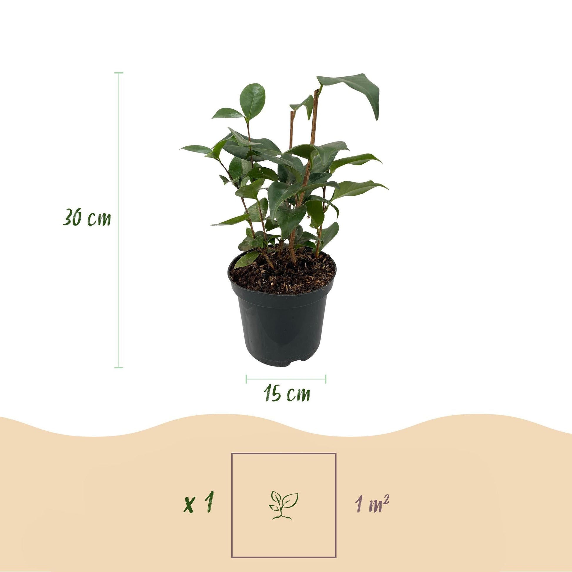 Kamelie Camellia japonica Tricolour – Strauch – Winterhart – Blüte Rosa, Weiß & Rot – 3 Pflanzen – Immergrün – 15 cm Höhe 30 cm 