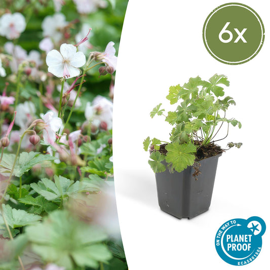 Cambridge Storchschnabel – Geranium cantabrigiense 'Biokovo' – ↕10-25 cm – Ø9 cm – 6 Pflanzen – Weiß-rosa Blüten – Bodendecker – Pflegeleicht – Sonne & Halbschatten