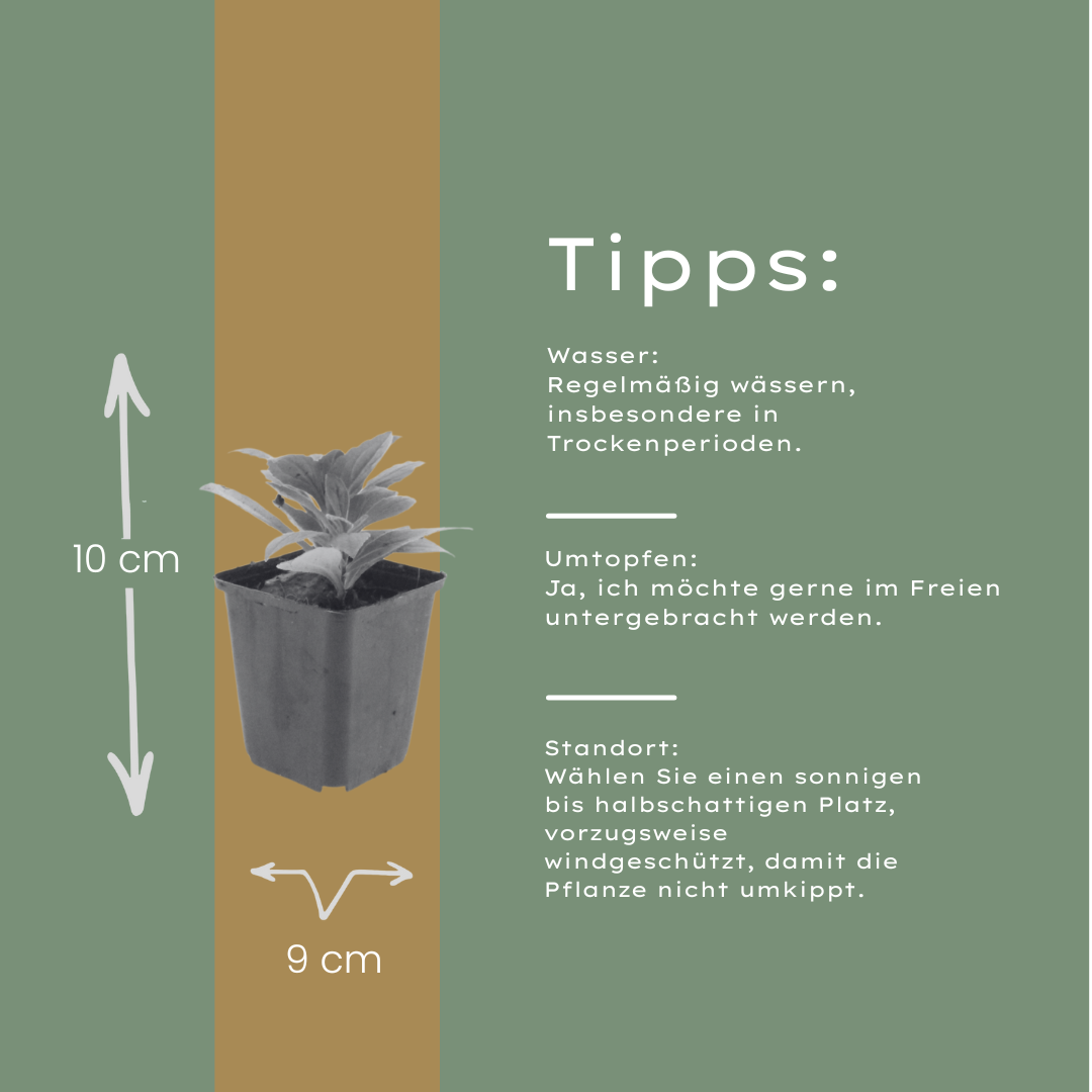Aster frikartii Mönch – 60 Pflanzen – 10-25cm – Ø9cm – Langblühende Staude für sonnige Beete – Bienenfreundliche Gartenpflanze – Herbstblüher