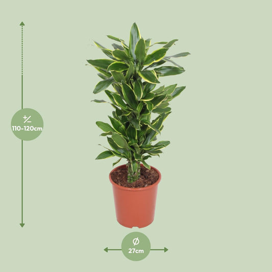 Dracaena Golden Coast - Ø27cm - ↕110cm 