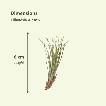 Tillandsia Air Mix – 10 Luftpflanzen – Ø6cm – ca. 6cm hoch – Pflegeleichte Tillandsien-Mischung – Für kreative Deko & helle Innenräume 