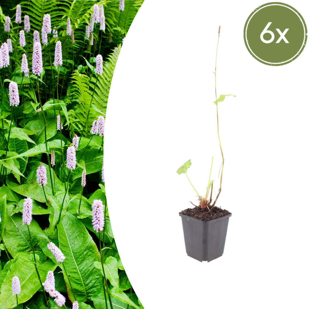 Persicaria amplexicaulis Alba – 6 Pflanzen – Ø9cm – Höhe 10-25cm – Winterharte Staude – Weiße Blütenähren – Bienenfreundlich für Beet & Naturgarten