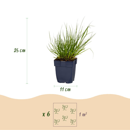 Rutenhirse 'Northwind' – Panicum virgatum 'Northwind' – Topf Ø11cm – Bienenfreundliche Staude für Garten & Balkon