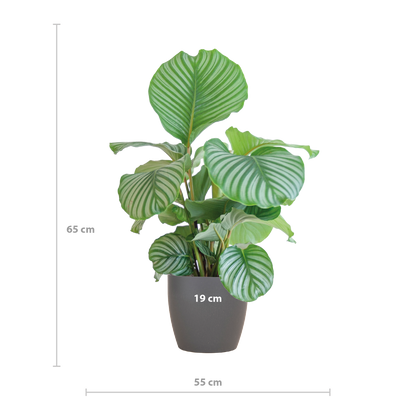Korbmarante - Calathea Orbifolia mit Viber Grau - Zimmerpflanze - 65cm - Ø21cm