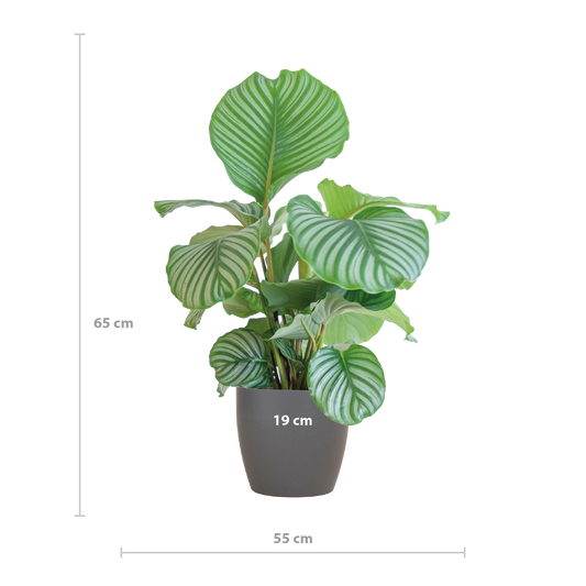 Korbmarante - Calathea Orbifolia mit Viber Grau - Zimmerpflanze - 65cm - Ø21cm