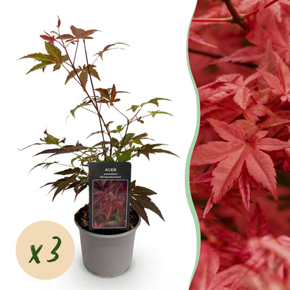 GreenboutiQ - Gartenpflanze - Acer palmatum Atropurpureum - Lila - 3 Pflanzen - Laubabwerfend - Pflegeleicht - Topf 12cm Höhe 35cm 