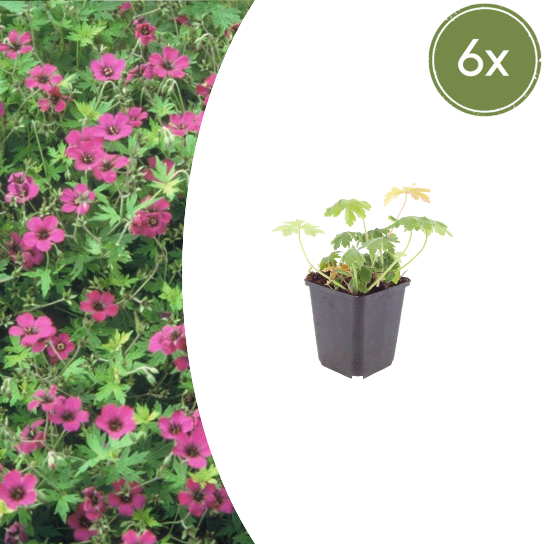 Geranium macrorrhizum Bevan's Variety – 6 Pflanzen – Ø9cm – Höhe 10-25cm – Winterharte Bodendecker Staude – Rosa Blüten – Pflegeleicht für Beet & Garten