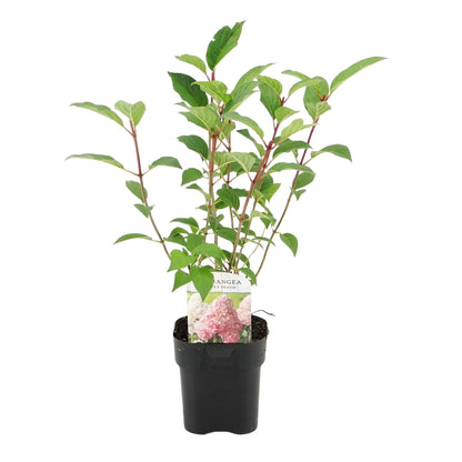Rispenhortensie – Hydrangea panniculata Vanille Fraise – Blüte Weiß-Rosa – Laubabwerfend – Große Blüten – 17cm – Höhe ca. 50cm