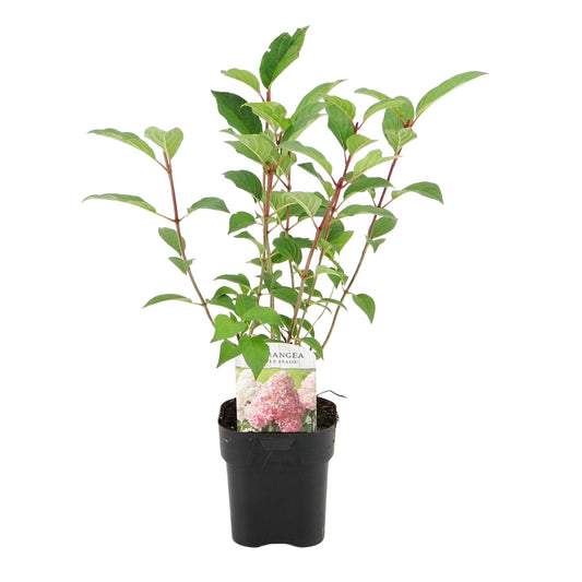 Rispenhortensie – Hydrangea panniculata Vanille Fraise – Blüte Weiß-Rosa – Laubabwerfend – Große Blüten – 17cm – Höhe ca. 50cm