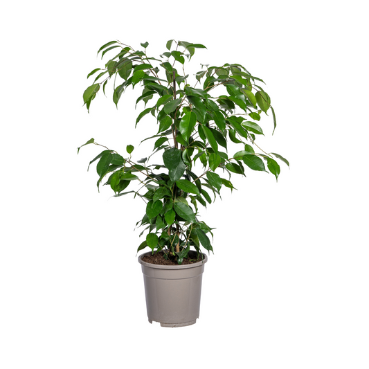 Ficus Benjamina Exotica Ø17cm - ↕60 - 80cm 