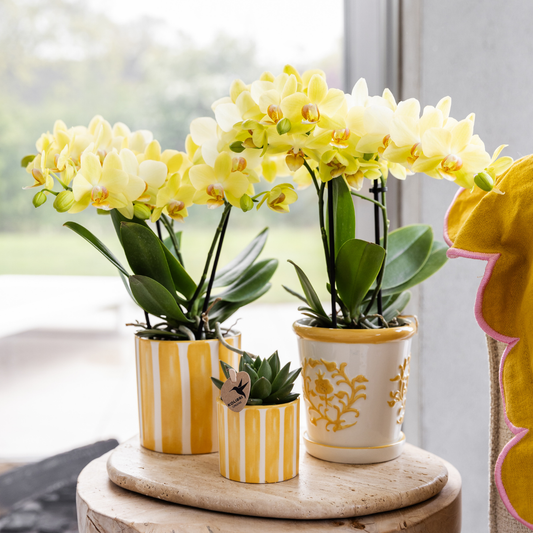 Gelbe Orchidee Albenga + Malaga Ziertopf Gelb – Ø9cm – Fröhliche Zimmerpflanze mit sonniger Ausstrahlung – Direkt vom Züchter 