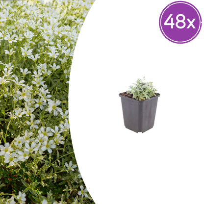 Filziges Hornkraut Cerastium tomentosum – 48 Pflanzen – 10-25cm – Ø9cm – Winterharte Bodendecker Staude mit weißen Blüten – Pflanze für Steingarten & sonnige Beete