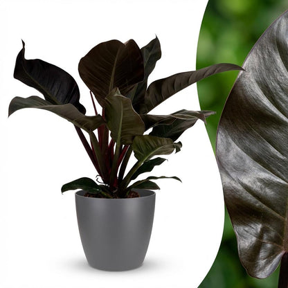 Philodendron Imperial Red Baumfreund 60cm – Zimmerpflanze mit roten Blättern im Potter Grau Übertopf Ø19cm – glänzendes Laub, kompakter Wuchs – pflegeleicht, luftverbessernd für Wohnung & Büro 