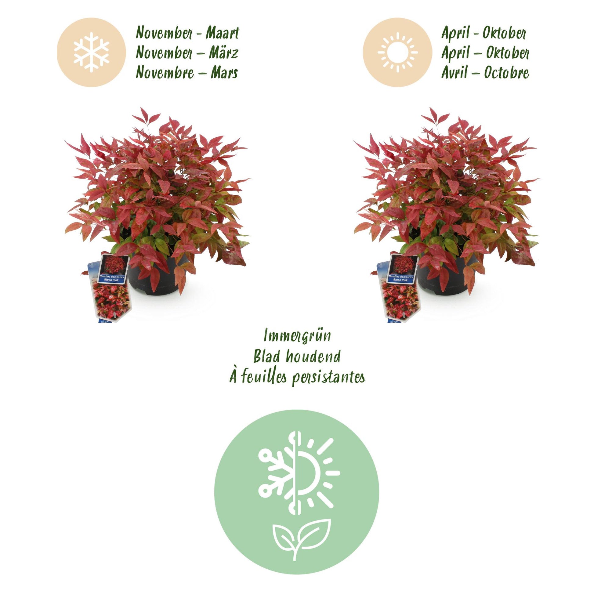 GreenboutiQ - Gartenpflanze - Nandina Blush Pink - Dunkelrosa - 2 Pflanzen - Immergrün - Pflegeleicht - Topf 17cm Höhe 40cm 