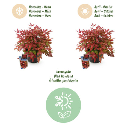 GreenboutiQ - Gartenpflanze - Nandina Blush Pink - Dunkelrosa - 2 Pflanzen - Immergrün - Pflegeleicht - Topf 17cm Höhe 40cm 