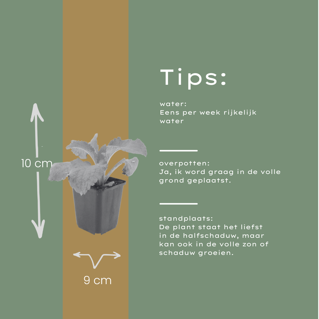 Roter Fingerhut Digitalis purpurea – 12 Pflanzen – 10-25cm – Ø9cm – Hohe Blütenstaude für Garten & Cottage-Beet – Bienenfreundliche Sommerpflanze