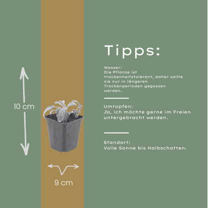 Stachys byzantina Silver Carpet – 6 Pflanzen – Ø9cm – Höhe 10-25cm – Winterharte Bodendecker Staude – Silberlaub – Trockenheitsresistent für Beet & Steingarten