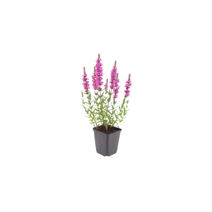 Lythrum salicaria Blutweiderich – 24 Pflanzen – Ø9cm – Höhe 10-25cm – Rosa Purpur Blütenähren – Winterharte Staude – Für Teichrand & Feuchtbeet