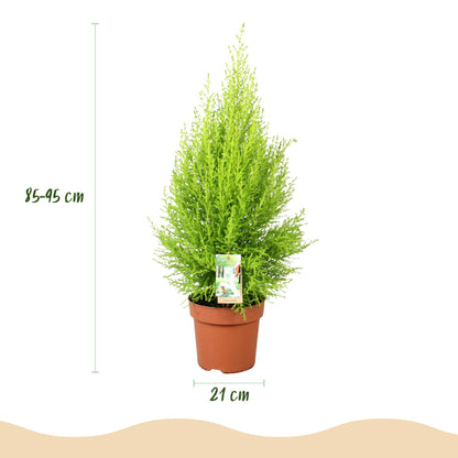 Green boutiQ - Zimmerpflanzen - Cupressus Gold Crest Wilma - Zimmerkonifere - Wenig Pflege - Grün - 1 Pflanze - mit Potter Grau - Topf 21cm - Höhe 85-95cm 