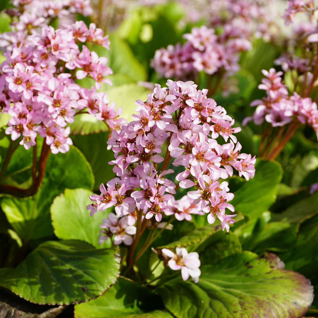 Schusterblume  Bergenia cordifolia –24 Pflanzen – 10-25cm – Ø9cm – Immergrüne Staude mit rosa Blüten – Winterharte Gartenpflanze für Beet, Schatten & Bodendecker