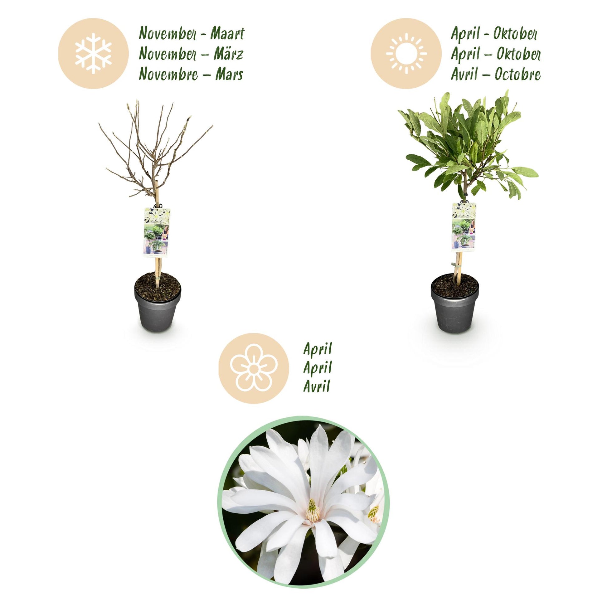 GreenboutiQ - Stamm Pflanze - Magnolia stellata - Terrassenpflanze - Laubabwerfend - Winterhart - Weiße Blüte - Topf 19cm Höhe 90cm 