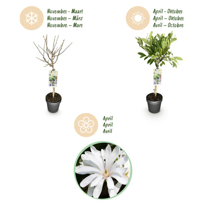 GreenboutiQ - Stamm Pflanze - Magnolia stellata - Terrassenpflanze - Laubabwerfend - Winterhart - Weiße Blüte - Topf 19cm Höhe 90cm 
