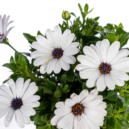 Kapkörbchen - Osteospermum ecklonis Weiß - Ø12 cm - ↕20 cm - 8 Pflanzen
