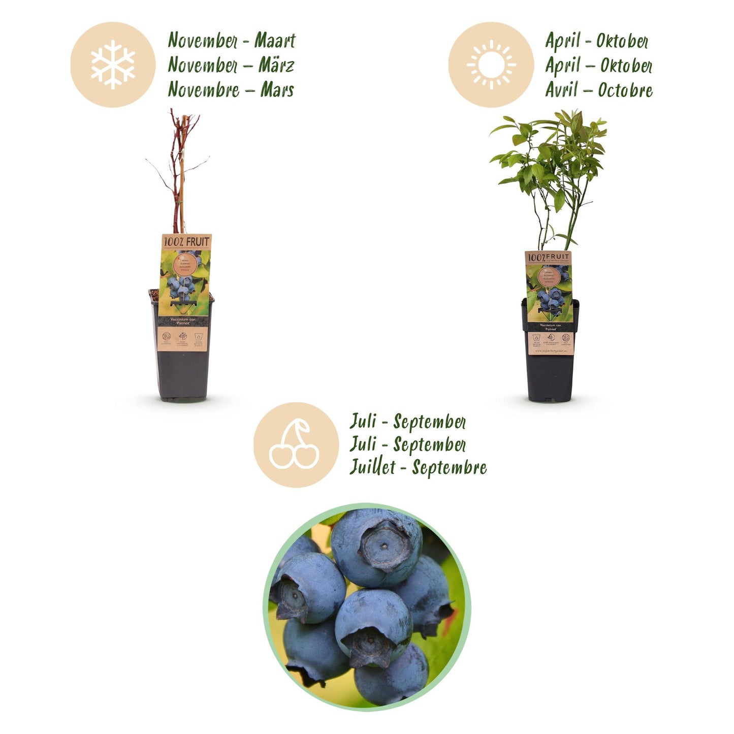 Green boutiQ - Fruit Plant - Vaccinium corymbosum Patriot - Blueberry - Hardy - Blue Berry - 2 Plants - Pot 15cm - Height 50cm 