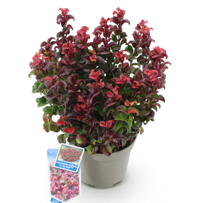 GreenboutiQ - Gartenpflanze - Leucothoe Curly Red - Rot - 1 Pflanze - Immergrün - Wenig Pflege - Topf 17cm Höhe 40cm 