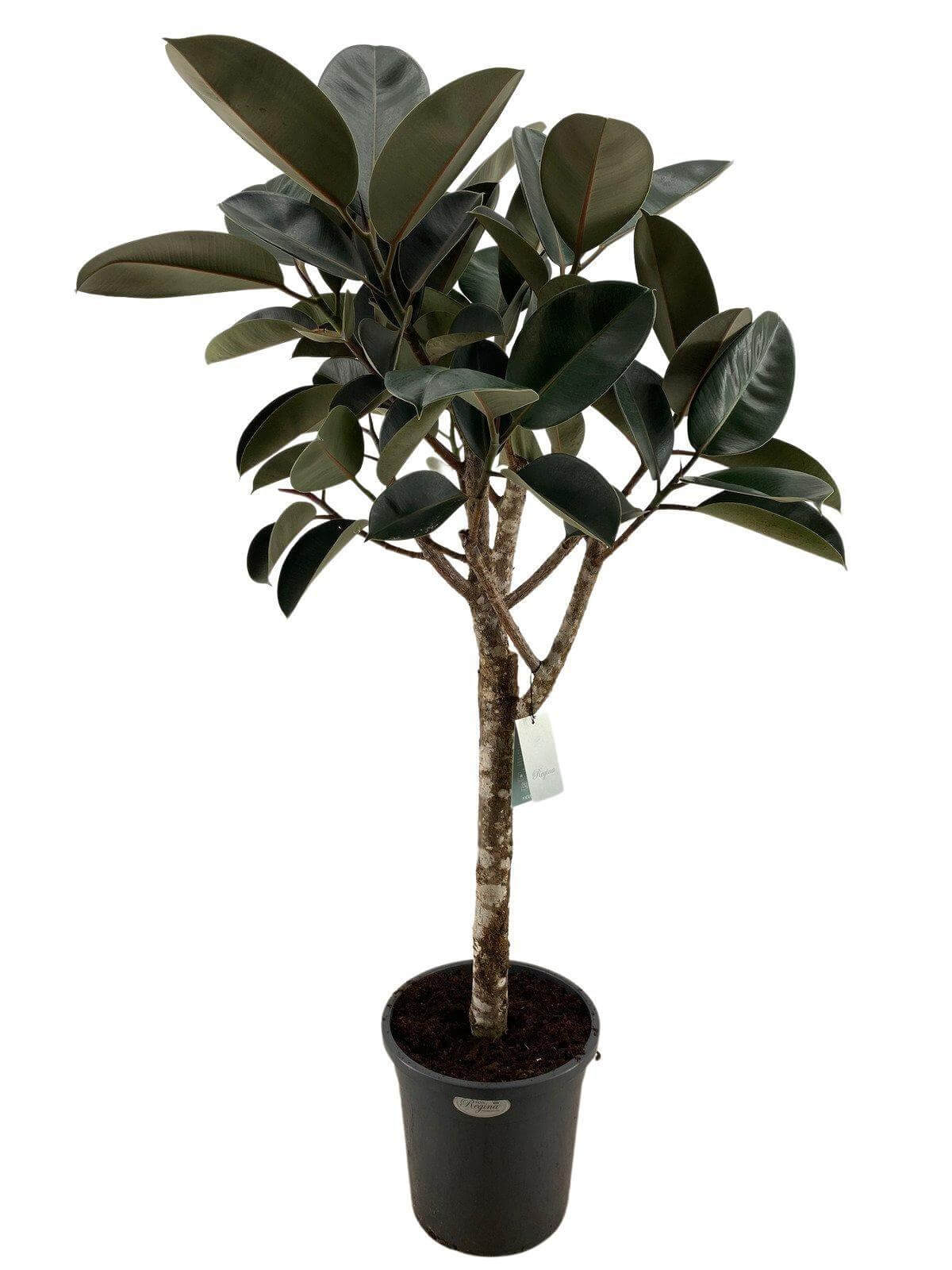 ficus elastica burgundy - 180 cm 