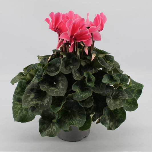 Cyclaam Light Pink – Alpenveilchen Rosa – Ø17cm – ↕40cm – Blühende Zimmerpflanze mit dekorativen herzförmigen Blättern – Elegante Indoor Pflanze für Wohnzimmer & Büro 