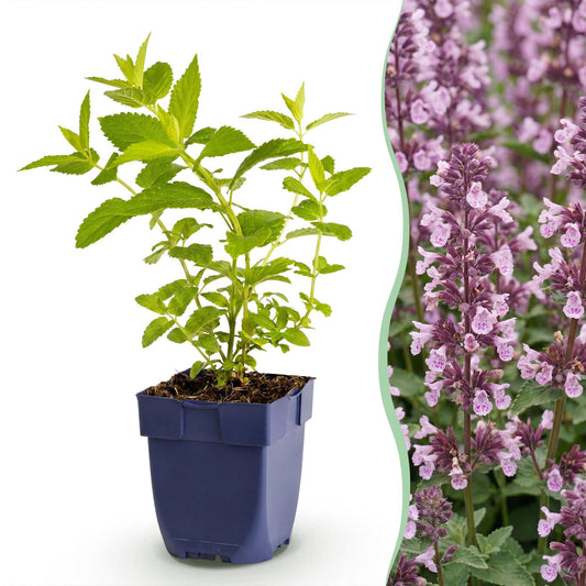 Katzenminze 'Wild Orchid' – Nepeta sibirica 'Wild Orchid' – 6 Pflanzen – Topf Ø11cm – Bienenfreundliche Staude für Garten & Balkon