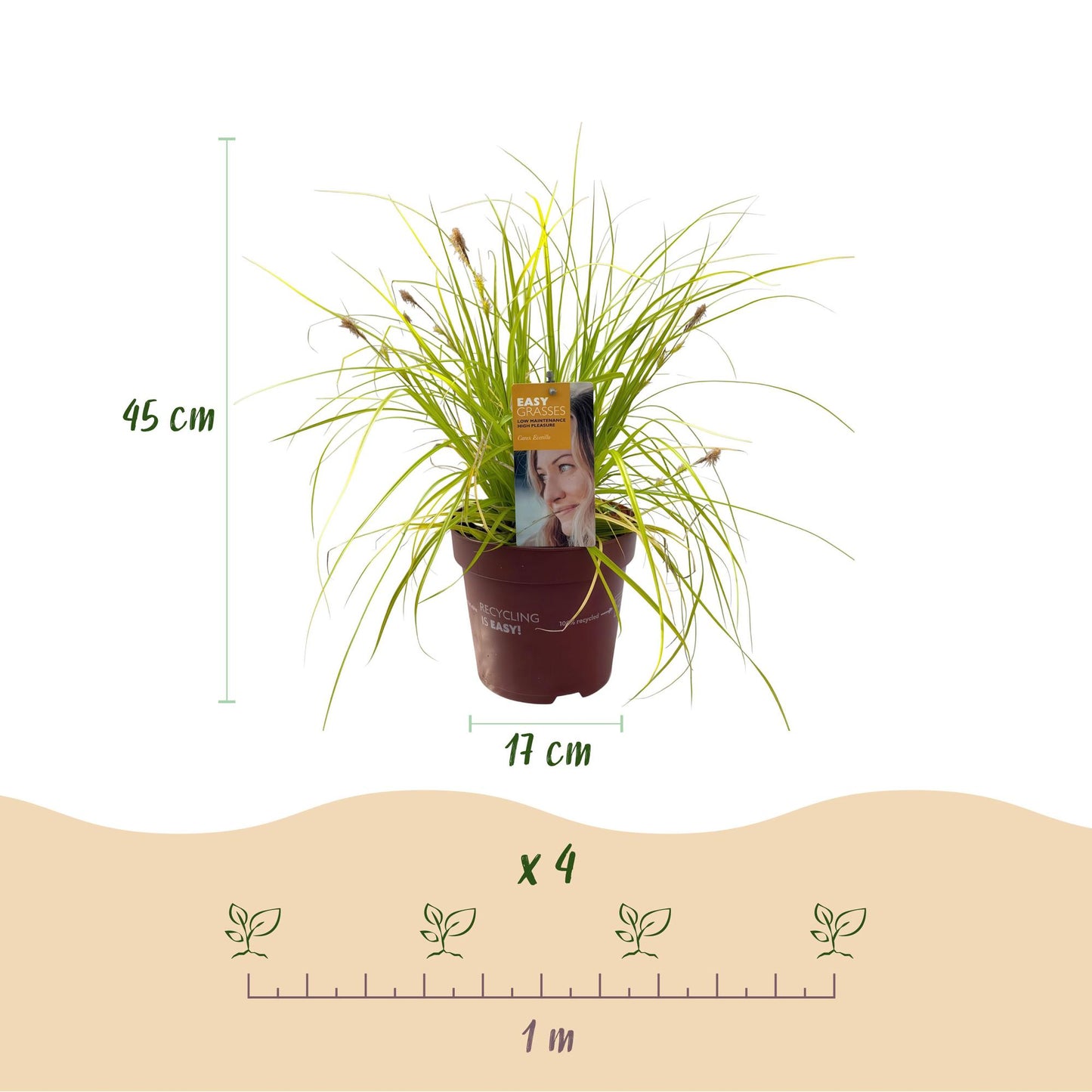 Japansegge - Ziergras - Carex oshimensis Everillo - Gelb - 4 Pflanzen - Immergrün - Wenig Pflege - Topf 17cm Höhe 50cm