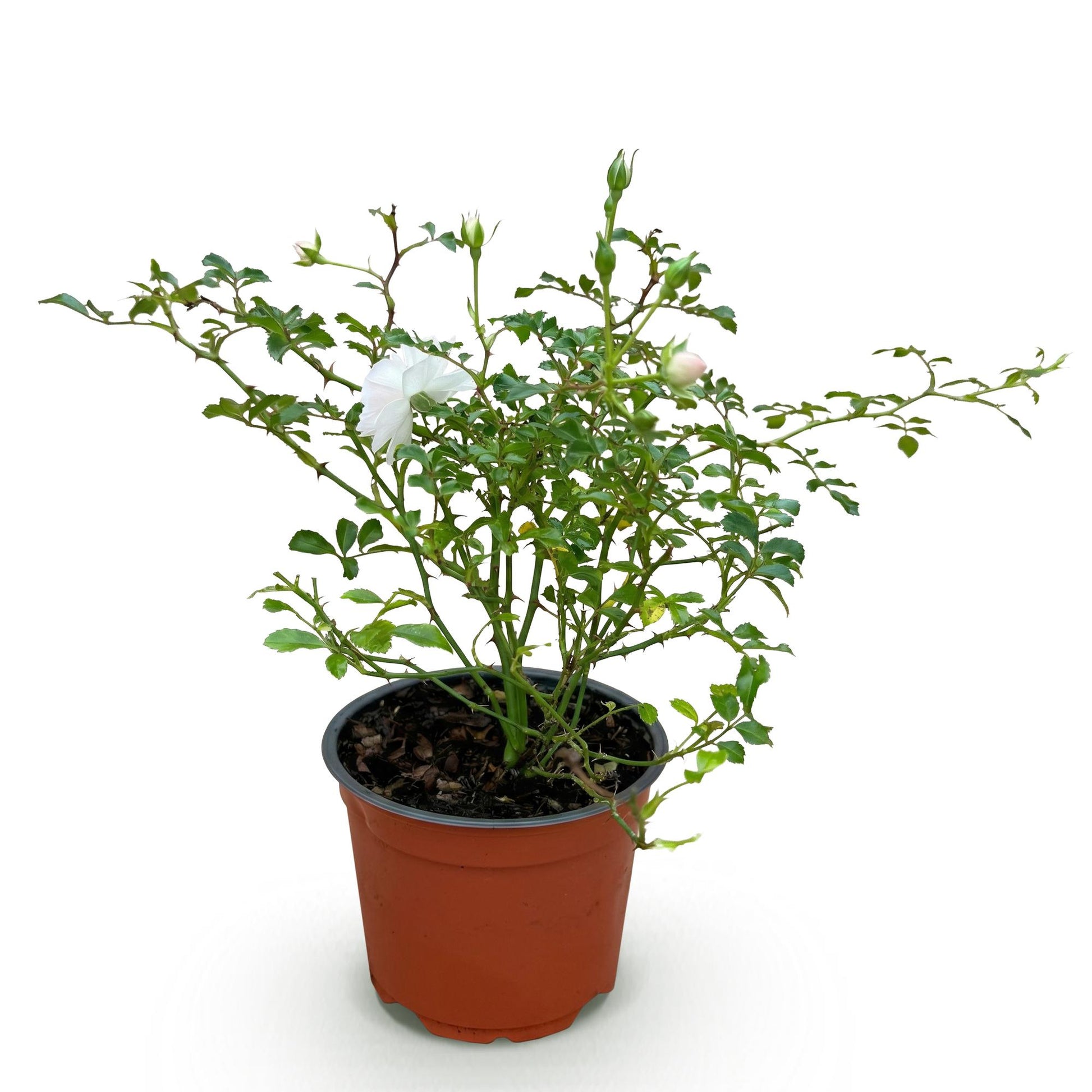 Green boutiQ - Gartenrose - Rosa White Fairy - Rose - Winterhart - Weiß - 1 Pflanze - Topf 12cm - Höhe 20-25cm 