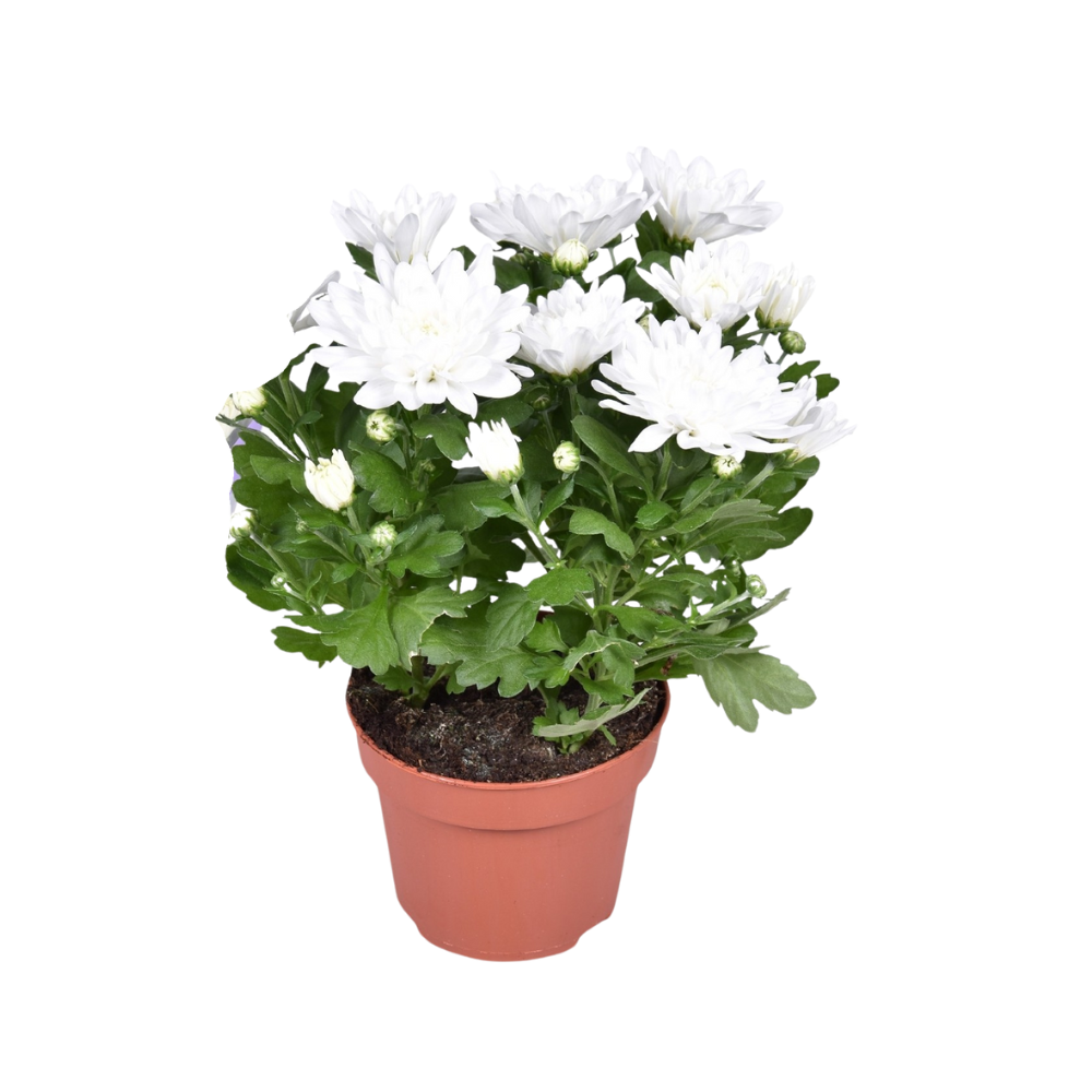 Chrysanthemum ‘Brave’ – Polster-Chrysantheme – Outdoorpflanze – Ø12cm – ↕26cm – Herbstblüher – Pflegeleicht & farbenfroh 