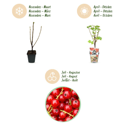 Rote Johannisbeere Ribes rubrum Jonkheer van Tets winterhart 3 Pflanzen Ø9cm Höhe30cm – Ertragreiche Johannisbeerpflanze für Garten Balkon & Terrasse 