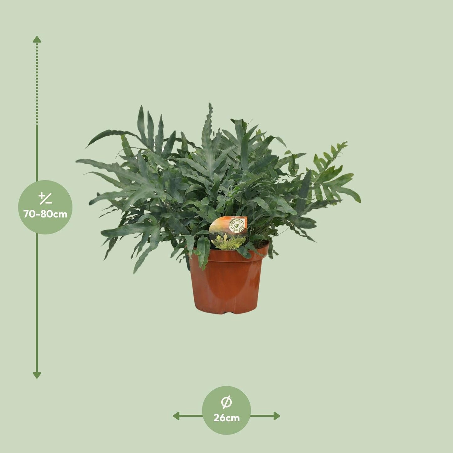 Phlebodium Blue Star - Ø26cm - ↕80cm 