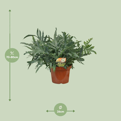 Phlebodium Blue Star - Ø26cm - ↕80cm 