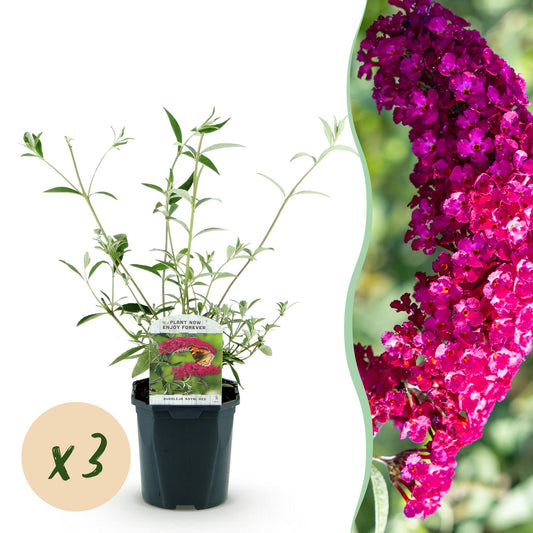 Green boutiQ - Garden Plant - Buddleja davidii Royal Red - Butterfly Bush - Winter Hardy - Red - 3 Plants - Pot 17cm - Height 45cm 